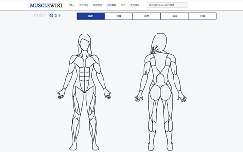 Musclewiki官网:中文健身网,一个健身的好网站